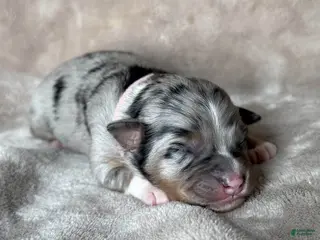 Australian Shepherd dogs Petal - Ad 19