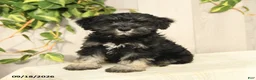 Miniature Schnauzer dogs for sale: Perlie - Ad 9