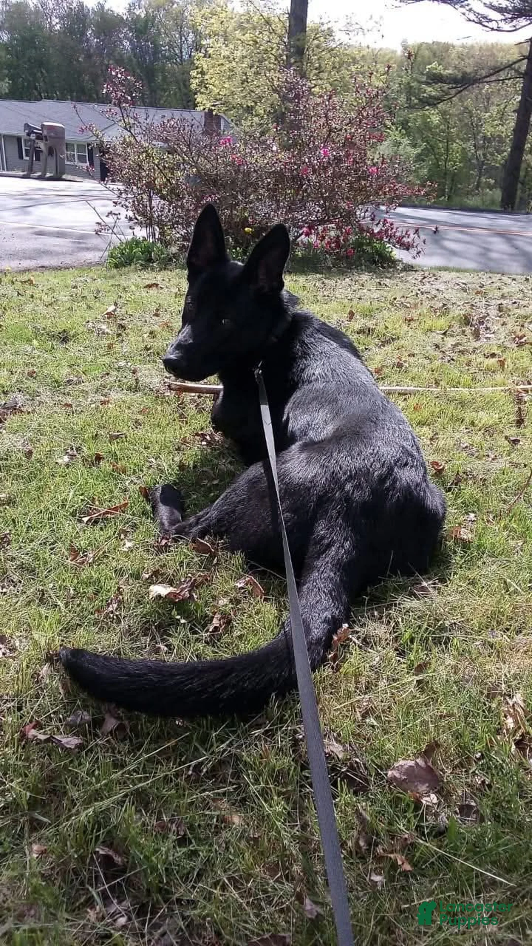 German Shepherd dogs for sale: German Shepherd 5 - Ad 13