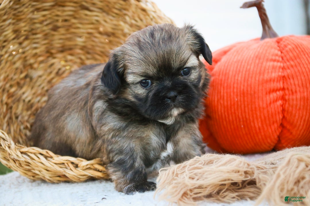 Shih Tzu dogs for sale: Shandy - Ad 1