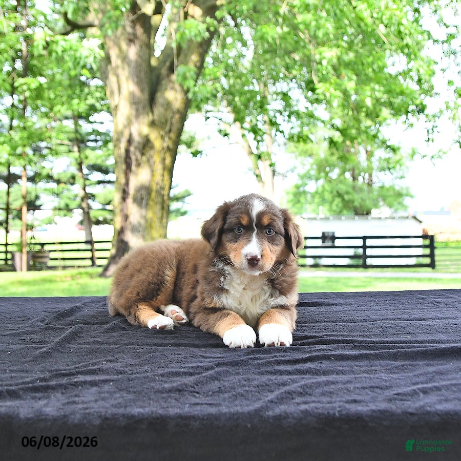 Australian Shepherd dogs Darcy - Ad 1