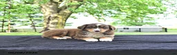 Australian Shepherd dogs for sale: Darcy - Ad 1
