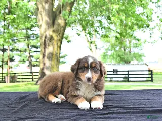 Australian Shepherd dogs for sale: Darcy - Ad 2
