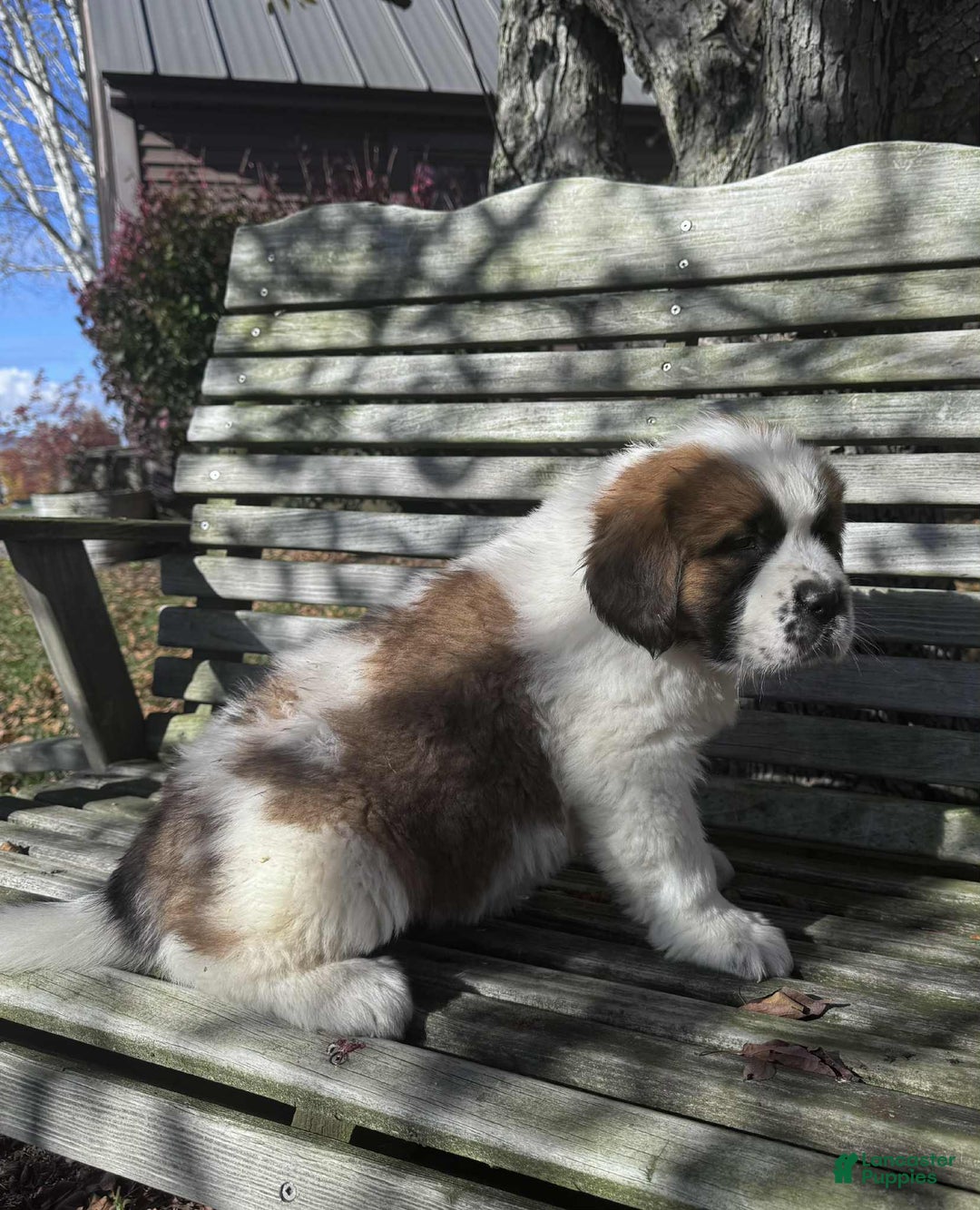 Saint Bernard dogs for sale: Georgia  - Ad 3