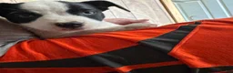 Mixed Breed dogs for sale: Mixed Breed Puppy 1 - Ad 9