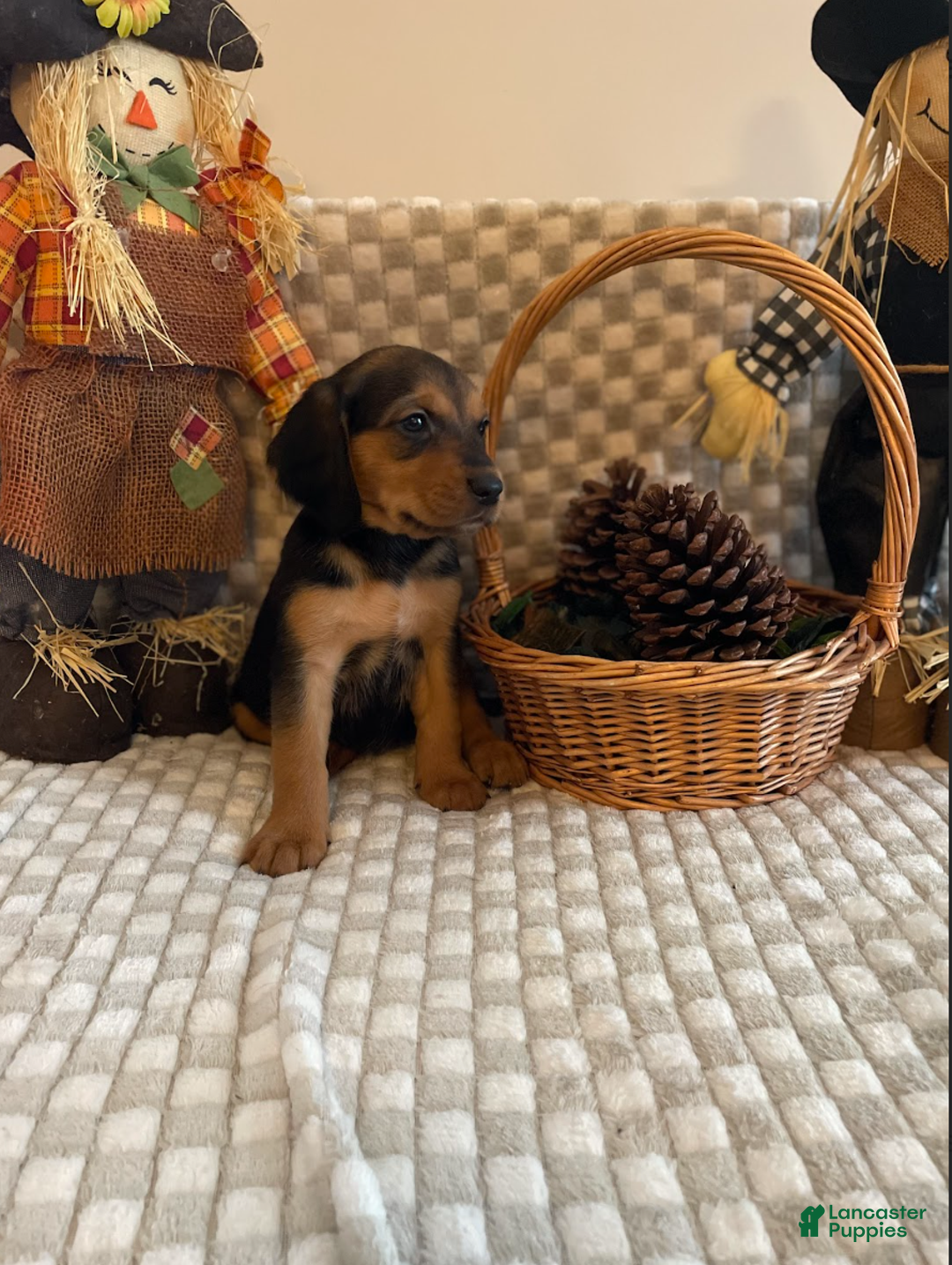 Mixed Breed dogs for sale: Holly  - Ad 4