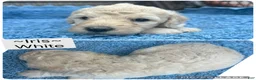 Standard Poodle dogs for sale: Standard Poodle Iris - Ad 2