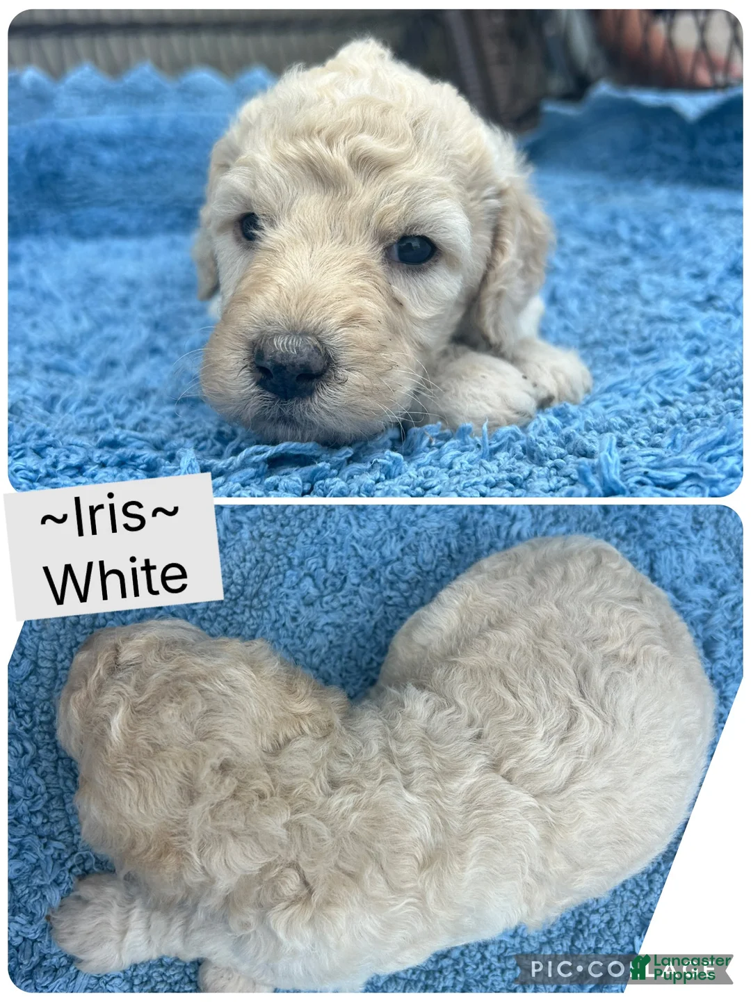 Standard Poodle dogs for sale: Standard Poodle Iris - Ad 2