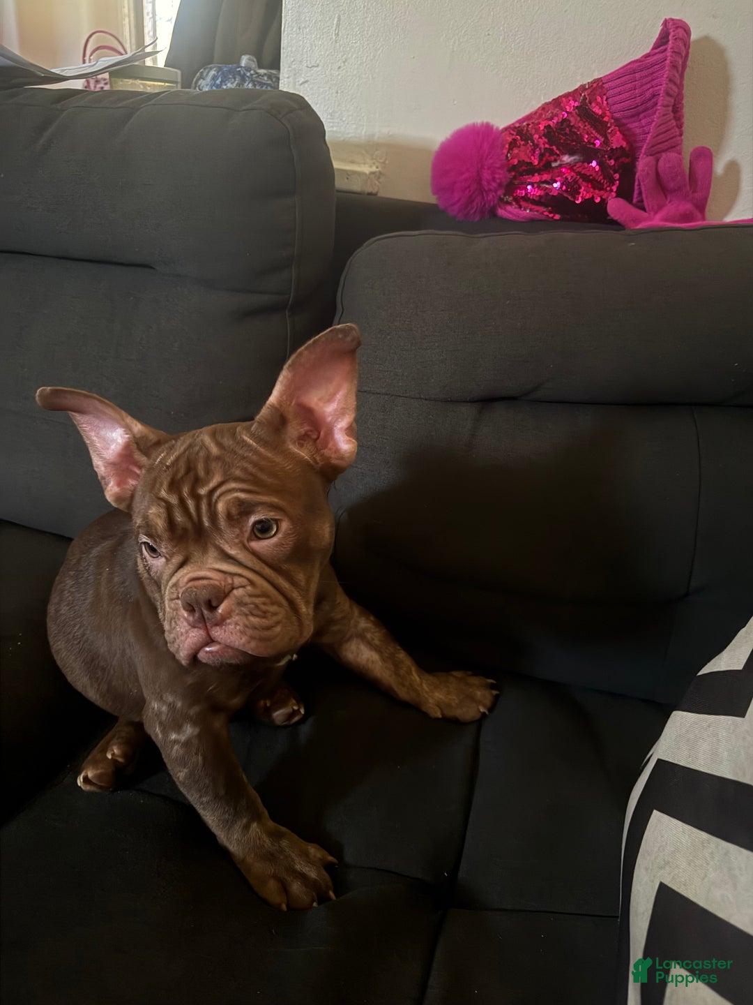 American Bully dogs for sale: American Bully Puppy 5 - Ad 2