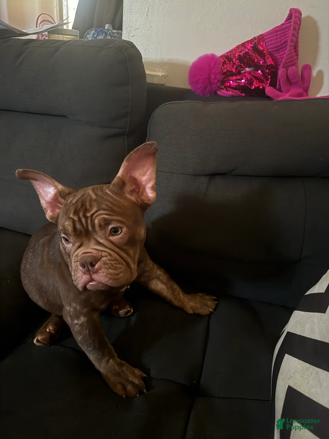 American Bully dogs for sale: American Bully Puppy 5 - Ad 2