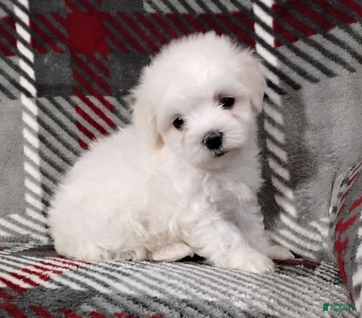 Maltese dogs Diego - Ad 36