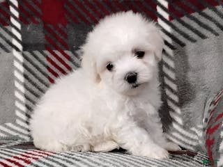 Maltese dogs Diego - Ad 23