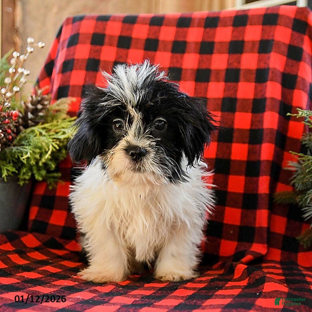 Shih Tzu dogs for sale: Archie - Ad 2