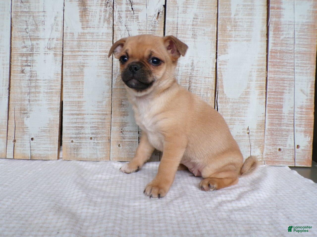 Mixed Breed dogs Bluebell - Ad 2