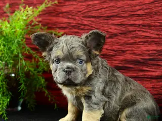 French Bulldog dogs for sale: Hank - Ad 3