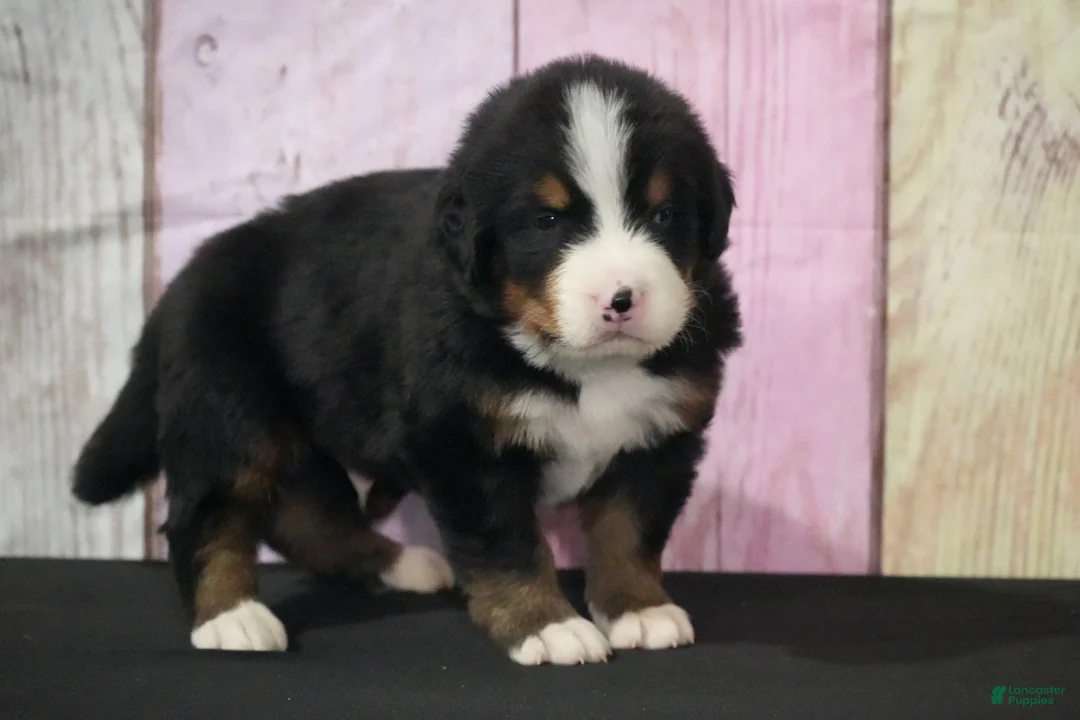 Bernese Mountain Dog dogs for sale: Bernese Mountain Dog Puppy 1 - Ad 2