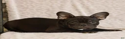French Bulldog dogs for sale: Cody  - Ad 5