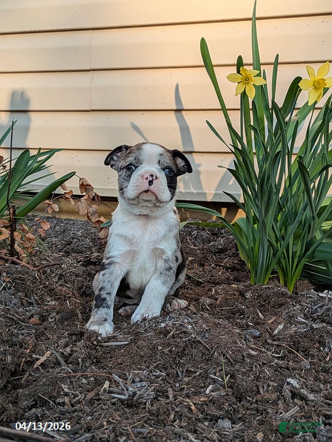 Boston Terrier dogs Casper - Ad 2