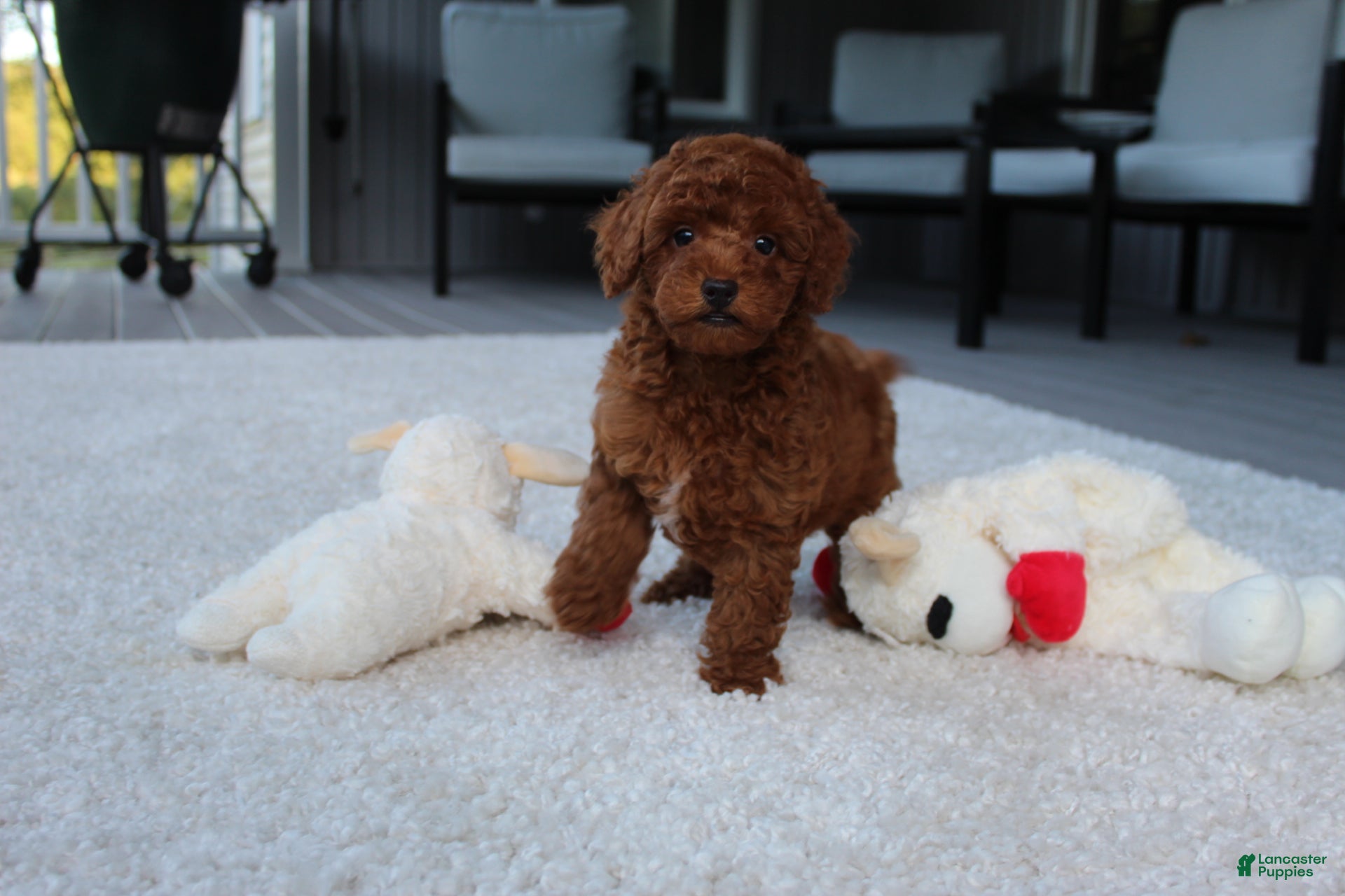 Toy Poodle dogs for sale: Ashton - Ad 3