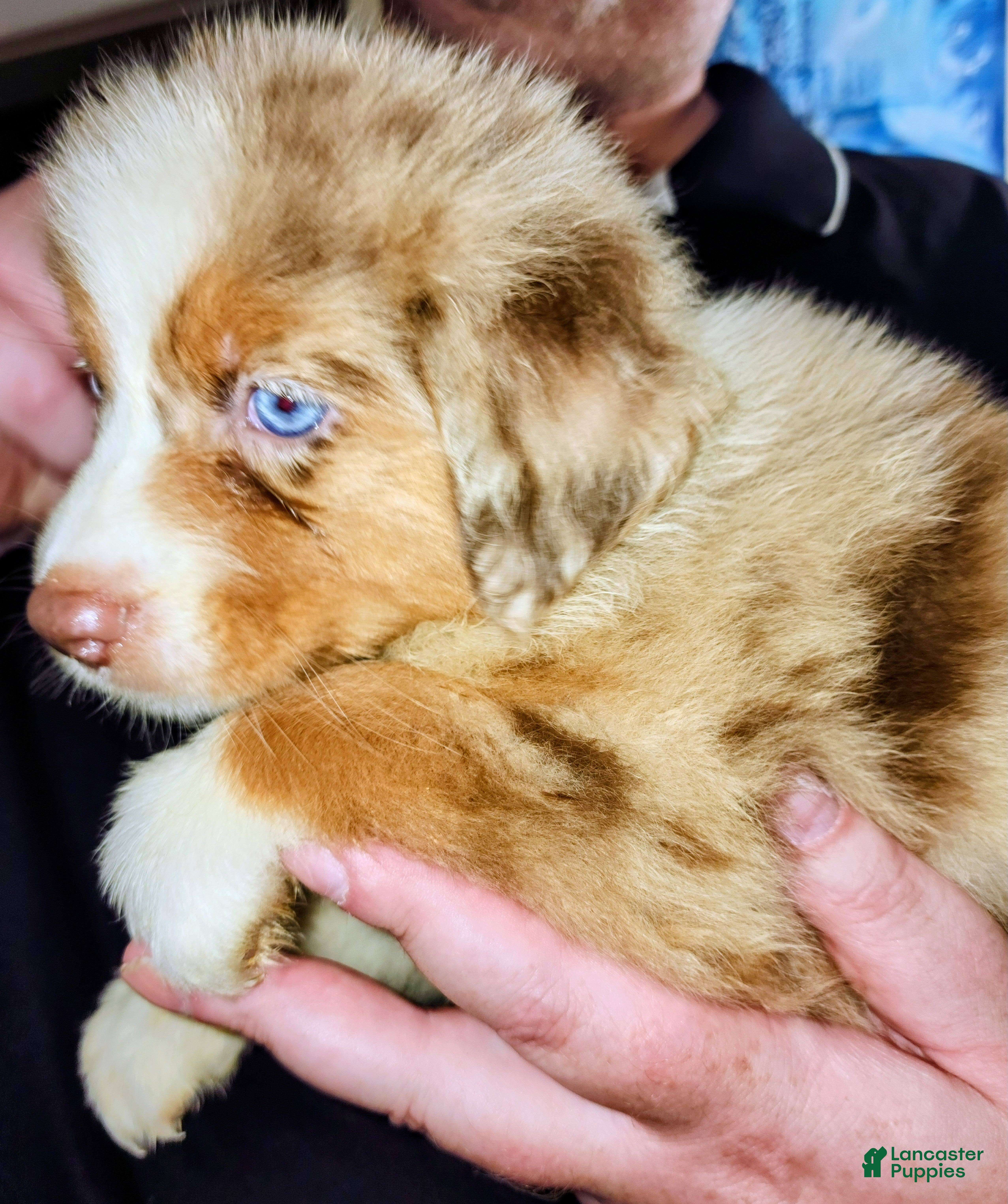 Australian Shepherd dogs 1 Chrissy - Ad 1