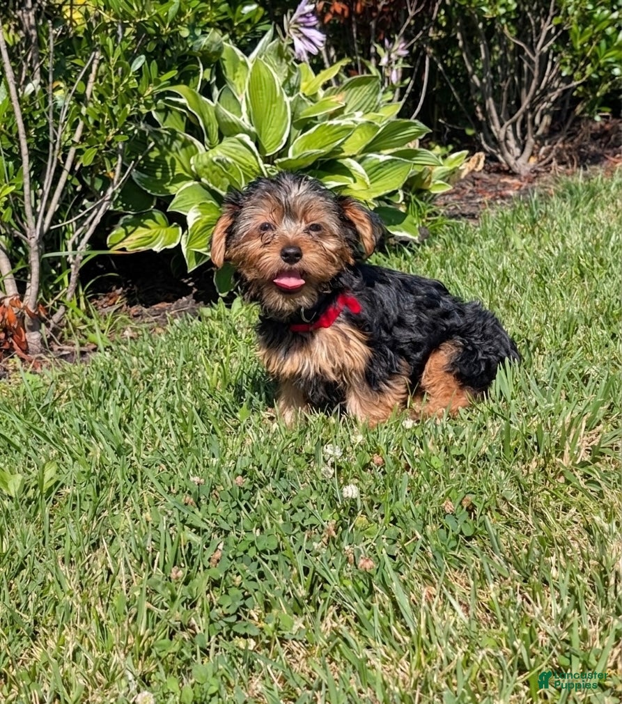 Yorkshire Terrier dogs Yorkshire Terrier 1 - Ad 1