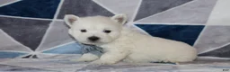 West Highland Terrier dogs for sale: Patrick - Ad 3
