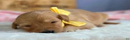 Goldendoodle dogs for sale: Wendelin - Ad 3