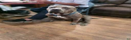 American Pit Bull Terrier dogs for sale: American Pit Bull Terrier 1 - Ad 11