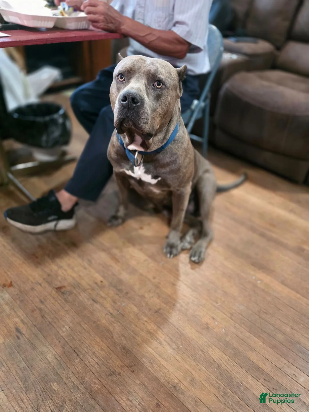 American Pit Bull Terrier dogs for sale: American Pit Bull Terrier 1 - Ad 11