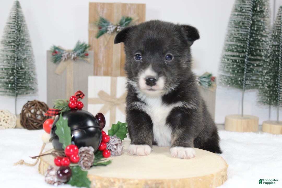 Welsh Corgi Pembroke dogs for sale: Connie - Ad 1