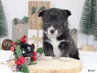 Welsh Corgi Pembroke dogs Connie - Ad 10