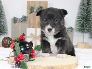 Welsh Corgi Pembroke dogs Connie - Ad 12