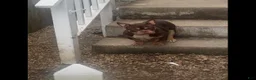 American Bully dogs for sale: Krillin - Ad 21