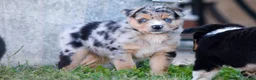 Miniature Australian Shepherd dogs for sale: Miniature Australian Shepherd 3 - Ad 3