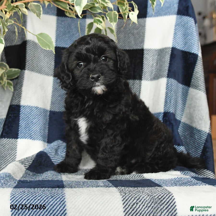 Mixed Breed dogs Jasper - Ad 2