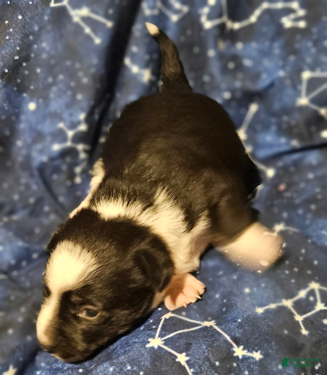 Border Collie dogs for sale: Joy (Call-Text) - Ad 7