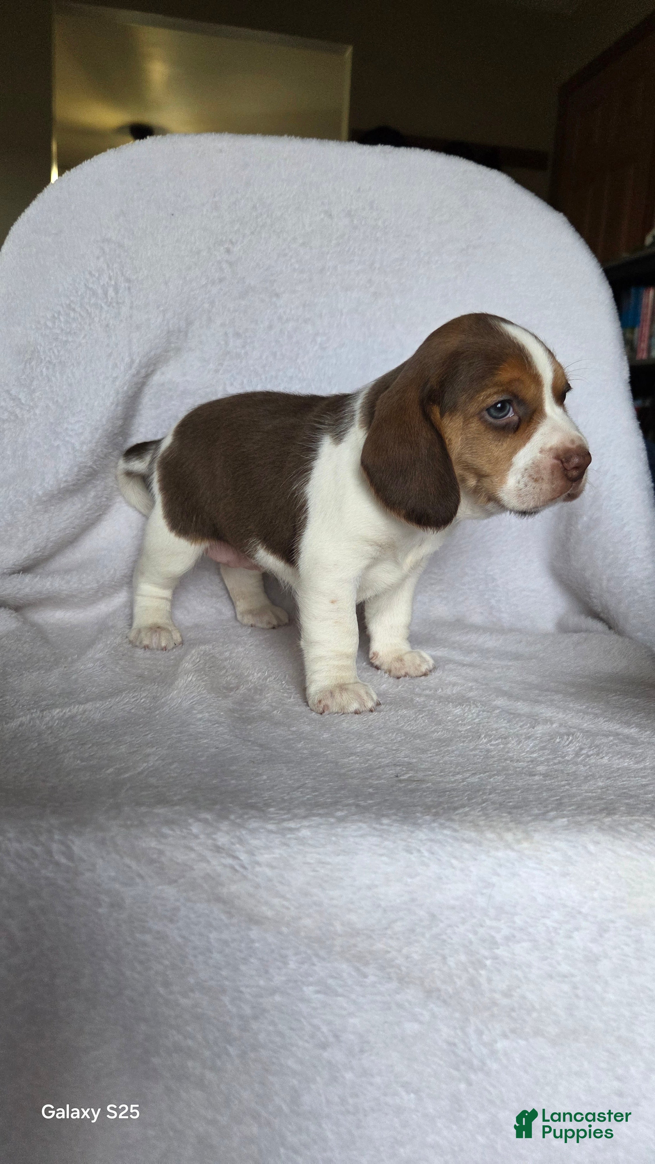 Beagle dogs Rocky - Ad 18