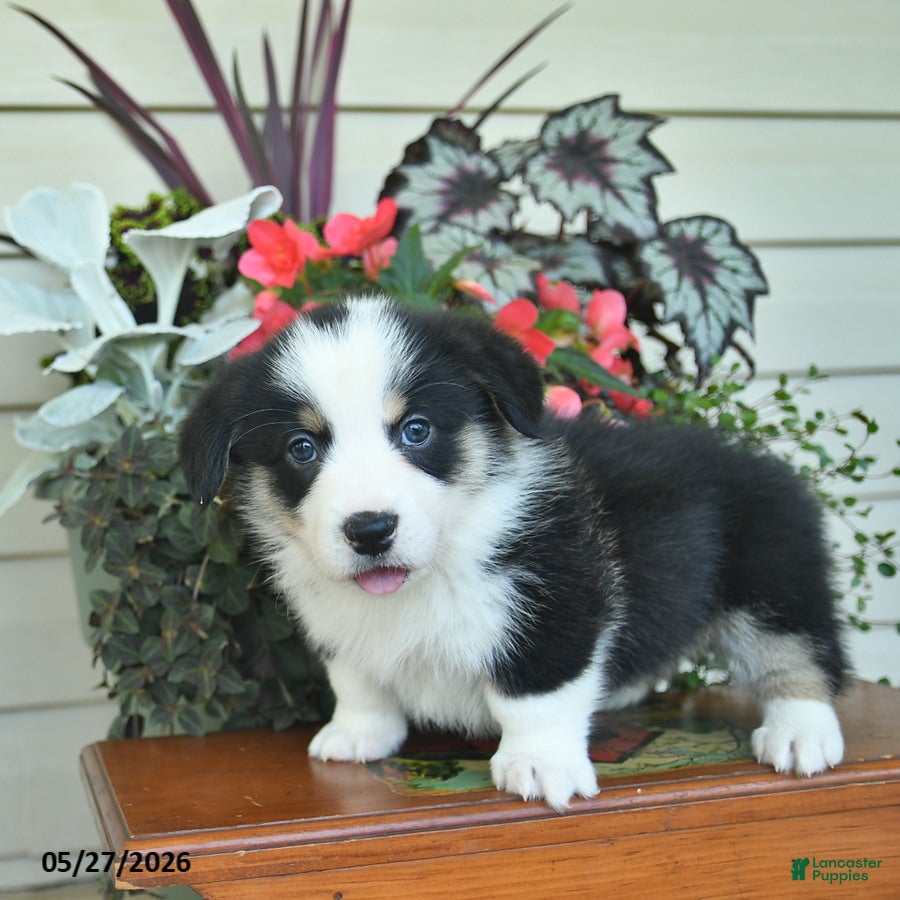 Welsh Corgi Pembroke dogs Aurther  - Ad 2