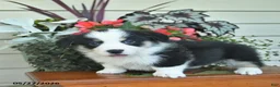 Welsh Corgi Pembroke dogs for sale: Aurther  - Ad 2