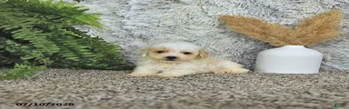 Tyler   EXTRA SMALL