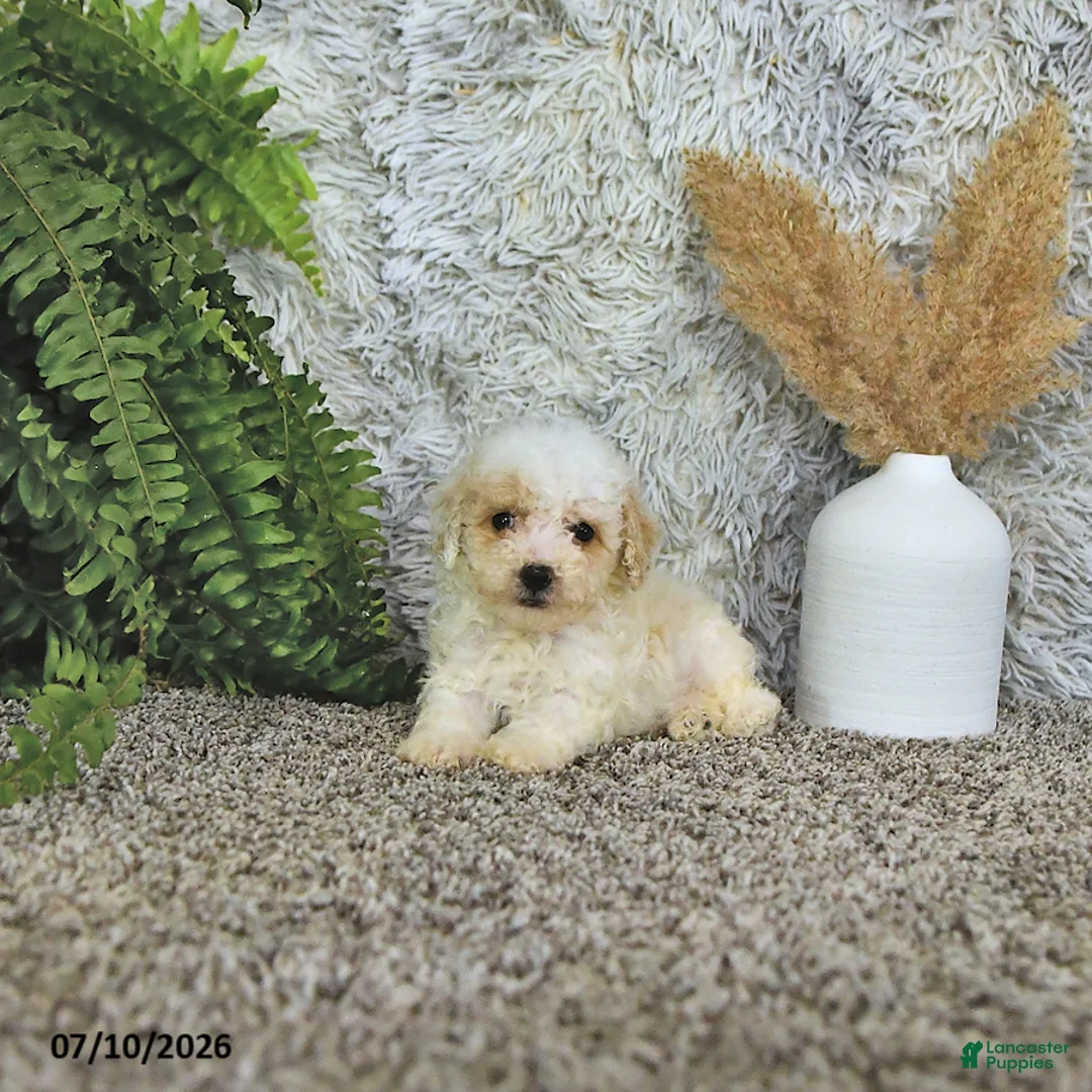 Toy Poodle dogs for sale: Tyler   EXTRA SMALL - Ad 1