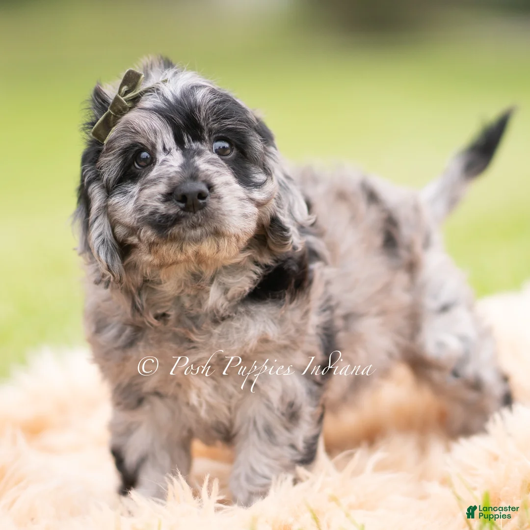 Cavapoo dogs for sale: Max F1 - Ad 2