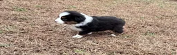 Australian Shepherd dogs for sale: Clyde - Ad 6