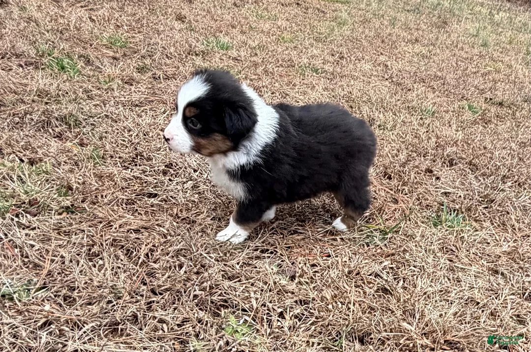 Australian Shepherd dogs for sale: Clyde - Ad 6