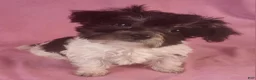 Yorkiepoo dogs for sale: Victoria Frills - Ad 4