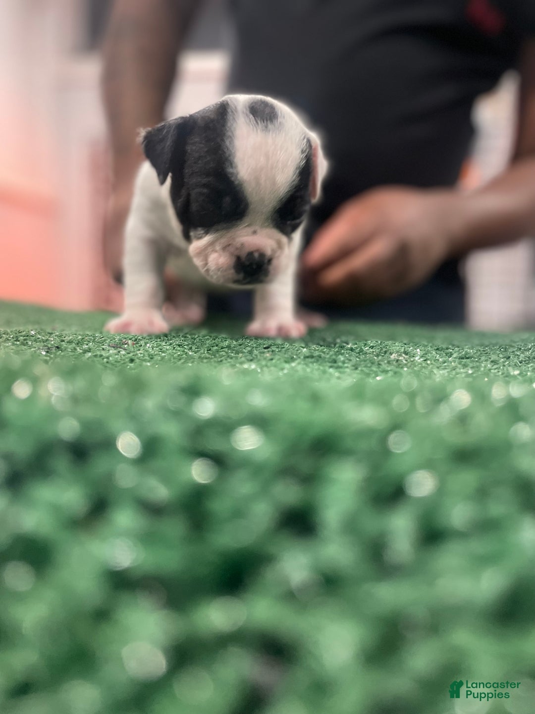 American Bully dogs for sale: American Bully Puppy 1 - Ad 7