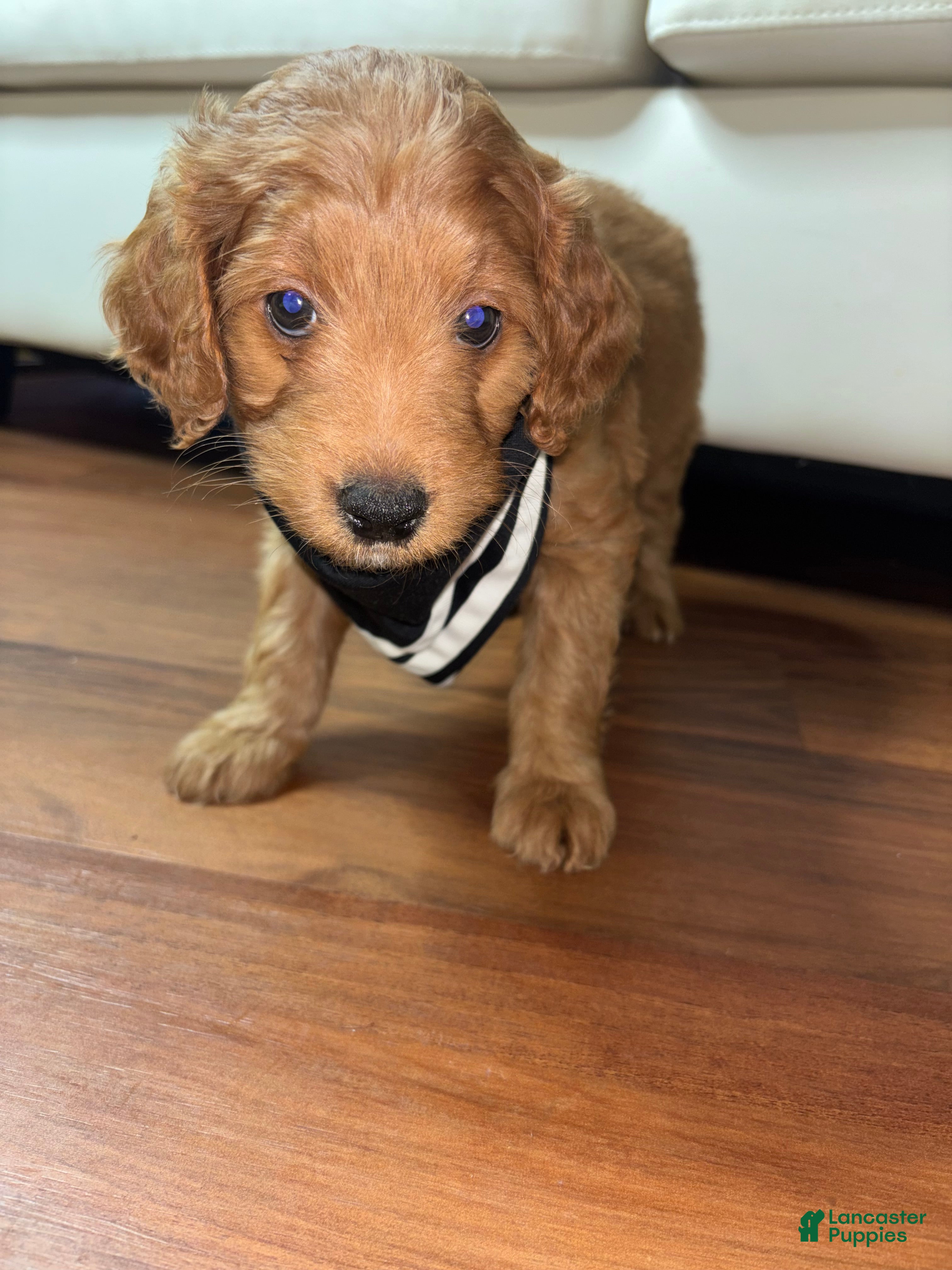 Mini Goldendoodle dogs for sale: Ruby  - Ad 6