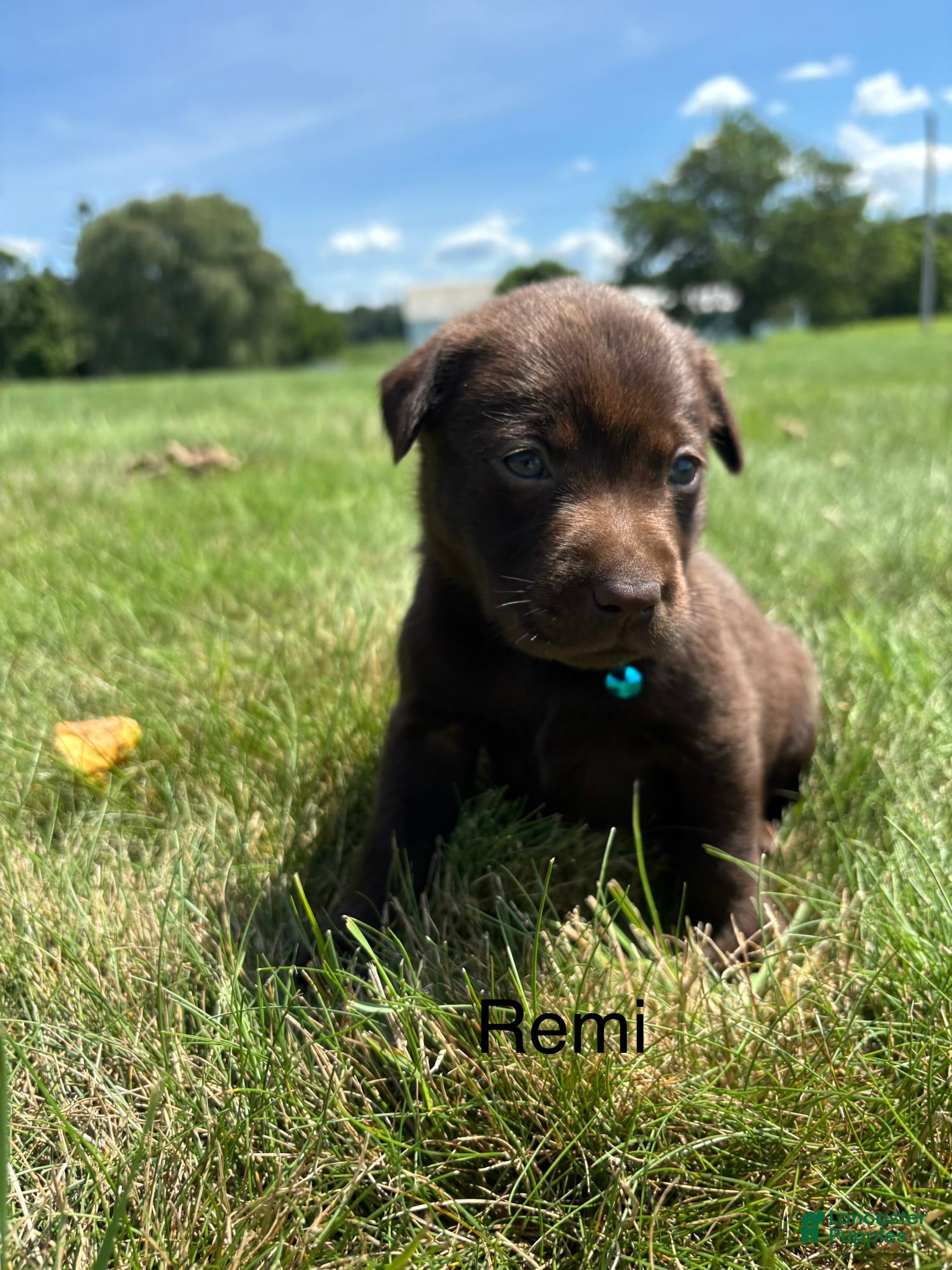 Labrador Retriever dogs Remi - Ad 1