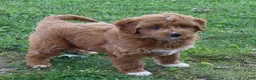 Mini Goldendoodle dogs for sale: Vicky - Ad 4