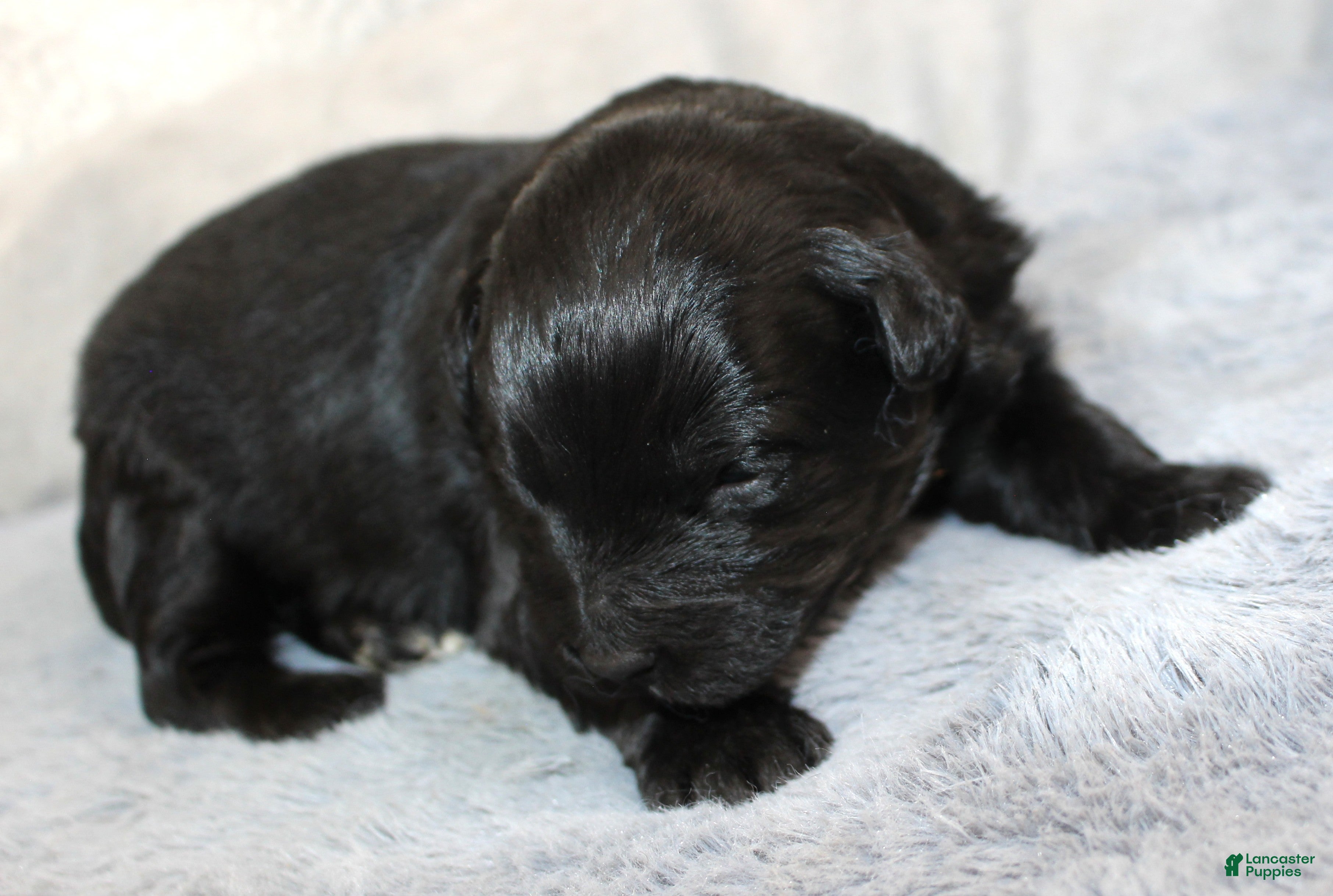 Aussiedoodle dogs Cherry - Ad 22